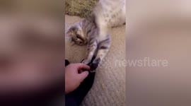 Newsflare Edit - Needy Kitty