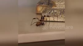 Newsflare Edit - Nobody likes spiders!