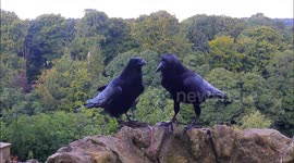Talking ravens amaze visitors to UK castle