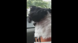 Mans best friend crying like the world is ending