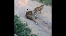 Leopards mating