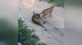 Newsflare Edit - Leopards mating