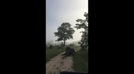 Elephants playing