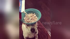Dog balances cereal bowl on head while owner pours milk