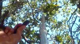 Snake catcher removes almost two metre long black mamba from South African garden