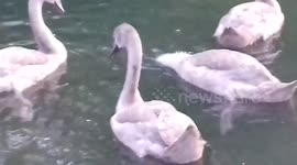 The swans are getting bigger now