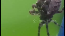 Huge Spider tried to fight me off