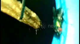 Unlikely Friends - Blue bottle Fly and Spider HD