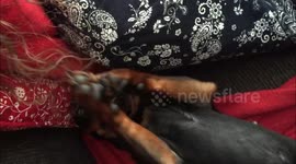 Dog combing hair of her owner