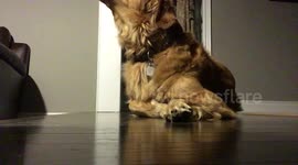 Dog howls along while owner plays piano