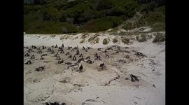 South Africa. Tour Cape Point (1) Pingüinos. Boulders Penguin Colony. Vista general. 2016