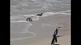 South Africa. Tour Cape Point (2) Pingüinos. Boulders Penguin Colony. Zoom going out. 2016