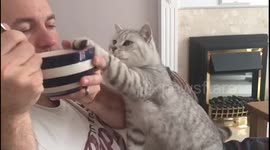 Cat trying to steal my cereal