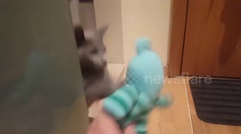 Kitten plays peek-a-boo with teddy bear