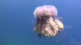 Lion's mane jellyfish performs majestic dance