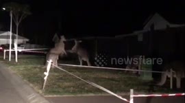 Kangaroo street fight