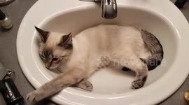 Kitten plays in sink