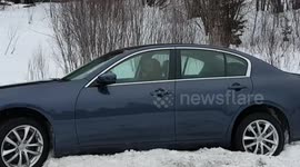 Dog driving car