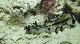 Flatworms in Indonesia (Banda Sea)