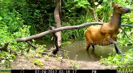 Elk exit dilemma 24July2017