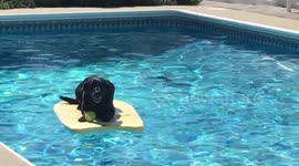 Labor day festivities