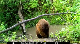 bear 4Aug2017