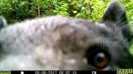 if bear visits dentist 6Aug2017