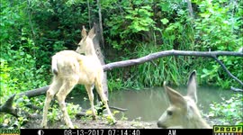 Mule deer fawns 13Aug2017