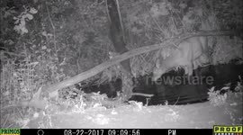 elk at night with sound of crickets 22Aug2017