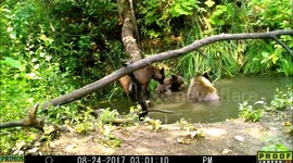 bear with two cubs 24Aug2017