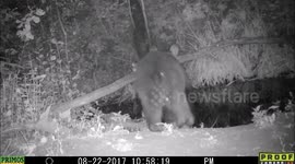 bear at night 22Aug2017