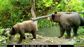bear and cub 2Sep2017