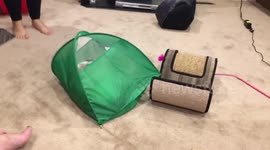 Cat sits in tent