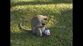 Uganda. Crater Lakes (1) Lake Nkuruba. Black face monkey eating jam. 2016