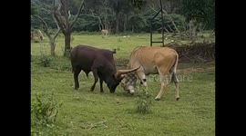 Uganda. Entebbe. Uganda Wildlife Education Centre (1) Horns eland & cebu fight. 2016
