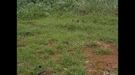 Uganda. Entebbe. Uganda Wildlife Education Centre (3) Zoom dragonflies, libélulas, parotets. 2016