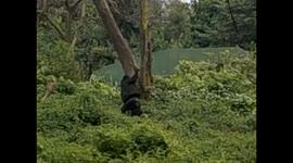 Uganda. Entebbe. Uganda Wildlife Education Centre (5) Chimps, chimpanzees, chimpancés. 2016
