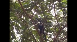 Uganda. Entebbe. Uganda Wildlife Education Centre (7) Black & white colobus monkeys. 2016