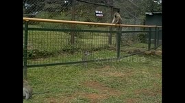 Uganda. Entebbe. Uganda Wildlife Education Centre (9) Vervet, black face monkeys. Playing & fighting. 2016