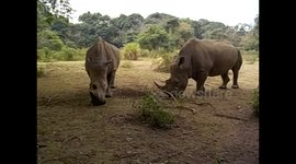 Uganda. Entebbe. Uganda Wildlife Education Centre (10) Selfie with two rhinos. 2016