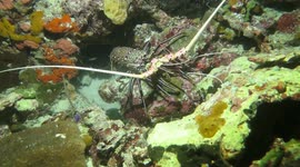 Spiny Lobster video from Indonesia (diving)