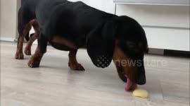 Dachshund chasing a piece of popsicle over the floor