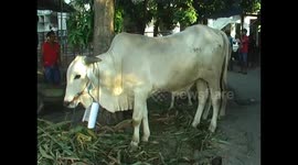 slaughter animal sacrifice eid al adha in indonesia