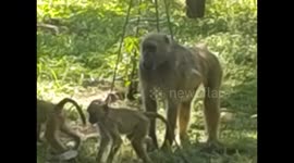 Zambia. Livingstone. Cataratas Victoria (1) Victoria Falls. Baboons at the entrance. 2016
