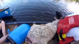 Good samaritans rescue sheep stuck in Welsh river