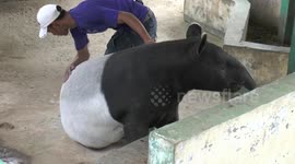 This man made tapir fall asleep when rubbed with a brush