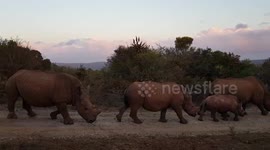 Rhino poaching victim walks past safari vehicle with family