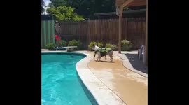 Tesla the Frenchie plays Fetch with cousin, Andrew. Tesla loves to swim & Andrew likes to play with him!