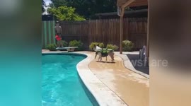 Newsflare Edit - Tesla the Frenchie plays Fetch with cousin, Andrew. Tesla loves to swim & Andrew likes to play with him!