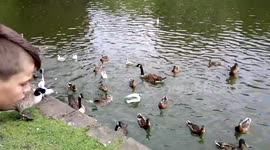 Wild Birds in Dunham Massey Lake